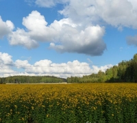 Maa-artisokkapeltoja (4).JPG