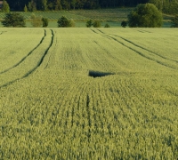 Töyhtöhyypän pesä 3.JPG